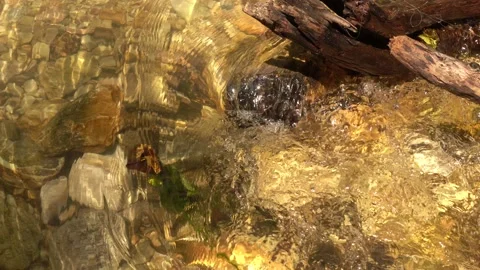 Clear water flows fast into the strean Stock Footage 137762427