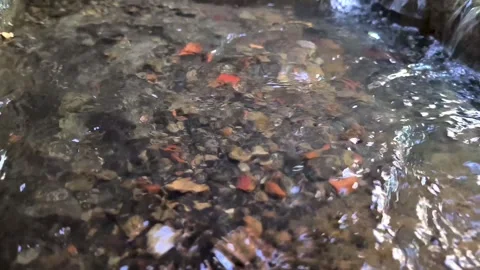 Clear water flows Stock Footage 337566902