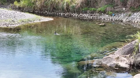Clear water flows gently over smooth stones Vidéo 343250381