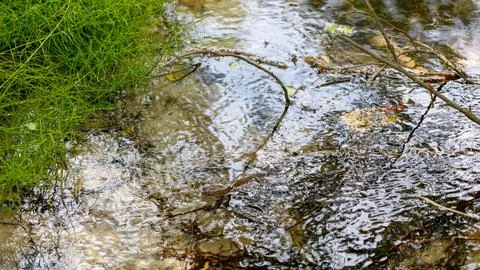 Clear water flows gently over rocks and twigs Stock Photos