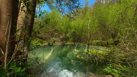 Clear water flows gently through green forest. Balkan, Eastern Europe, POV Video stock 333589253