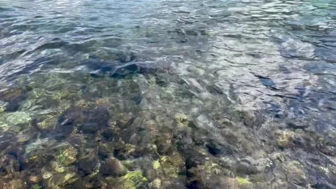 Clear water flows over rocks, revealing vibrant marine life beneath the surface Stock Footage 321372011