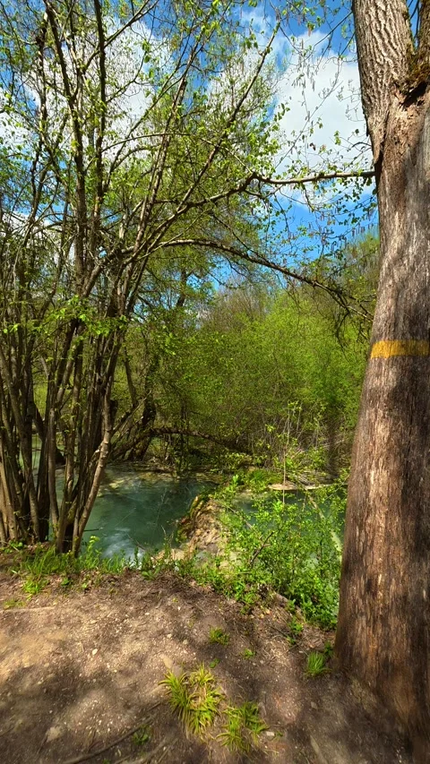 Clear water flows over rocks near trees. Vertical POV, Balkan, Eastern Europe Видео 333700402
