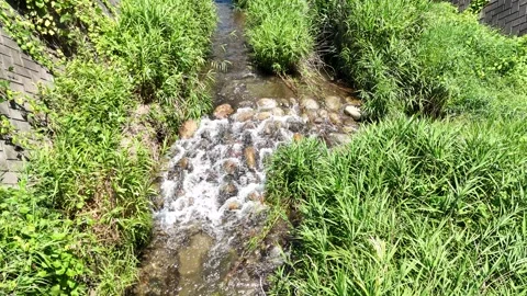 Clear water flows over rocks, surrounded by green grass Stock-Footage 339130219