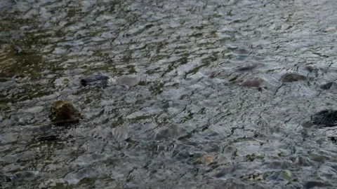 Clear water flows in a shallow river Video stock 280389779