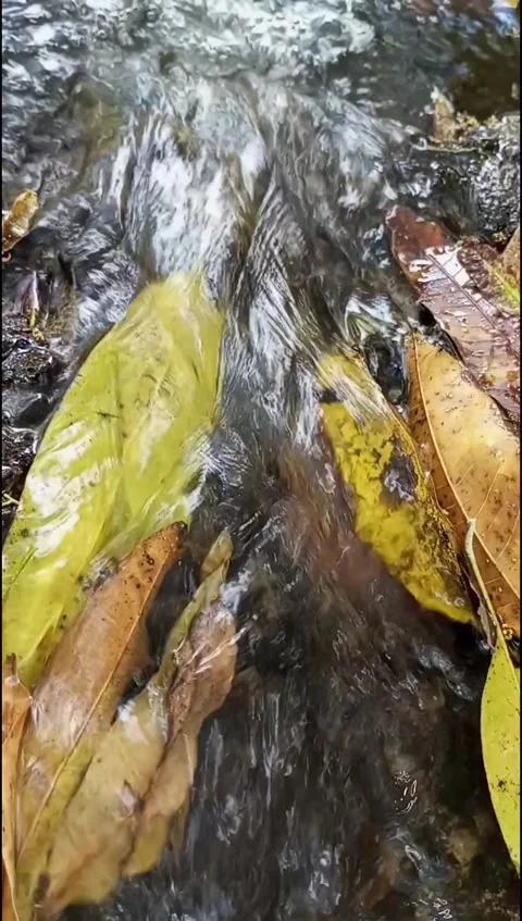 Clear water flows through fallen leaves in a small river in a village Stock Footage 255007427