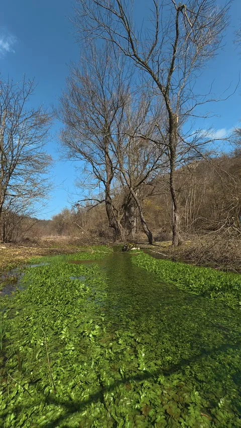 Clear water flows through green moss. Balkan, Eastern Europe, POV Video stock 333634560