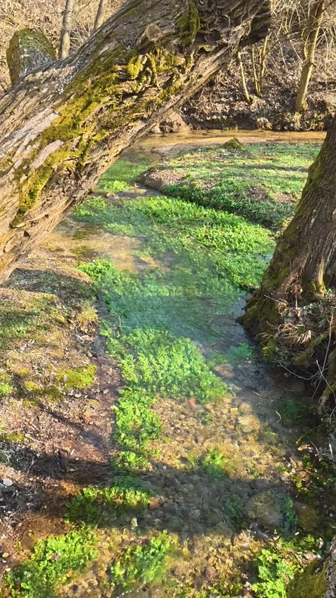 Clear water flows through mossy, leafy forest floor. Balkan, Eastern Europe, POV Video stock 333634646