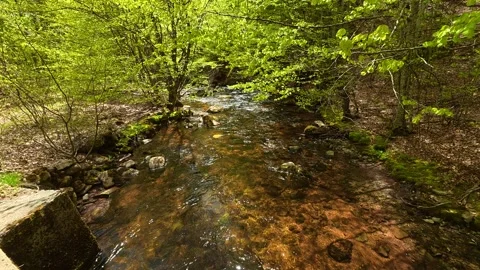 Clear water flows through mossy stones. Near Tupavica Waterfall, Serbia Vídeo Stock 335531466