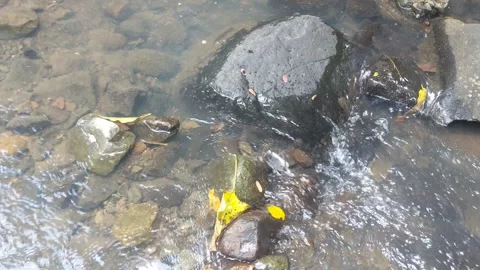 Clear water flows through river rocks in a village in Indonesia 01 Stock Footage 246573058