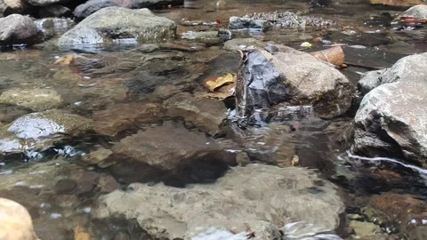 Clear water flows through river rocks Stock Footage 311874111