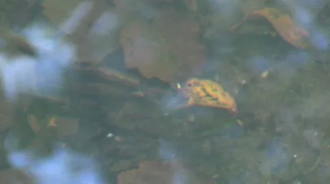 Clear water 스톡 동영상 10738549