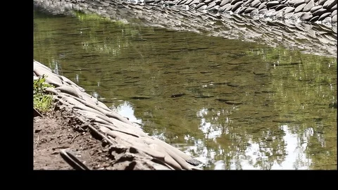 Clear water 库存影片 78149110