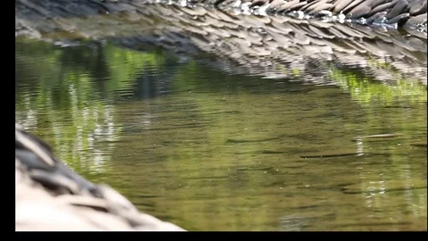 Clear water 库存影片 78149235