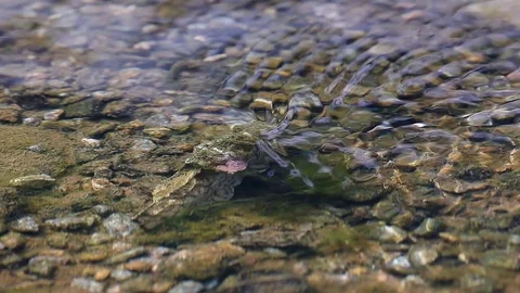 Clear water Stock Footage 78149589