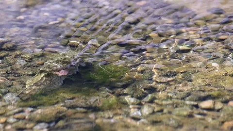 Clear water Stock Footage 78149652