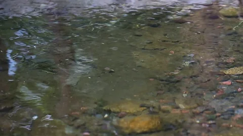 Clear water Stock Footage 78151561