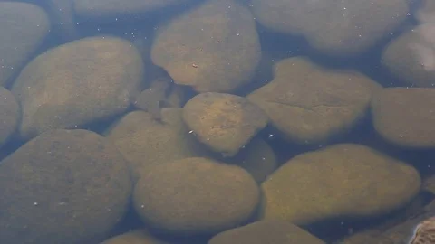 Clear water Stock Footage 78156518