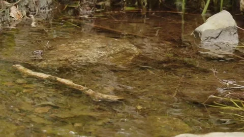 Clear water Stock Footage 279662674