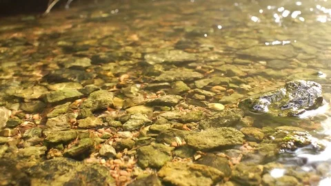 Clear water of a forest stream with pebbles on the bottom Stock Footage 123688114