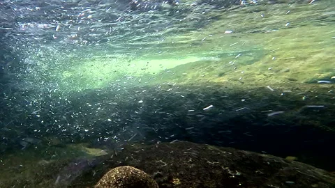 Clear water full of air bubbles in the quick current of a tropical river Stockbeeldmateriaal 336914593