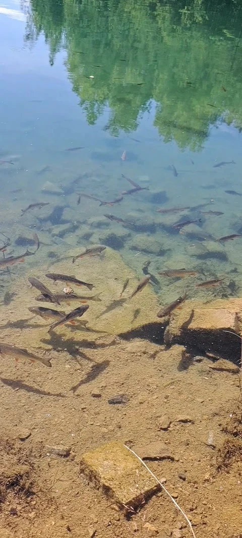 Clear water of a lake with fish visible underwater Vídeo Stock 328235480