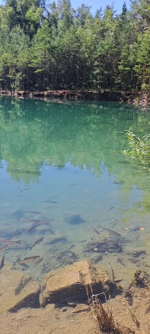 Clear water of a lake with fish visible underwater Vídeo Stock 328235482