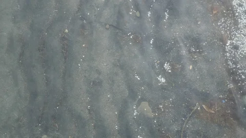 Clear water by the lake Stock Footage 118352020