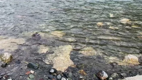 Clear water in a mountain river Stock Footage 160862895