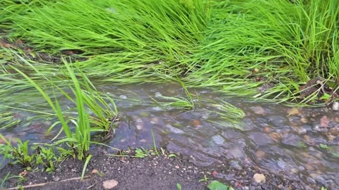Clear water moves slowly through green grass in a natural setting. Stock Footage 339024354