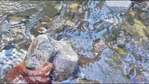 Clear water with natural rocks background 48 Stock Footage 217407634