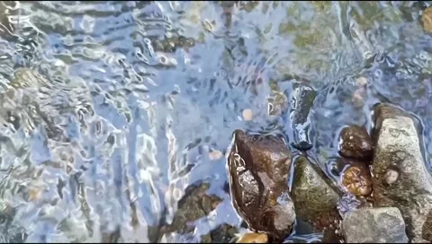 Clear water with natural rocks background 46 Stock Footage 217407657