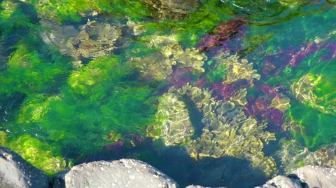 Clear water from the ocean in Giants Causeway Stock Footage