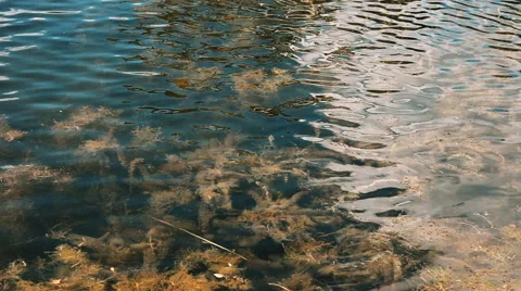 Clear water in the pond Stock Footage 59319809
