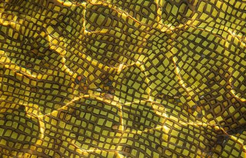 Clear water pool with shine rays sun Stock Photos