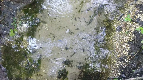 Clear Water Quickly Flows Down a Small Stream Viewed from Above 库存影片 90063460