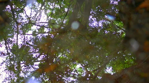 Clear water reflecting woods Stock Footage 50142238