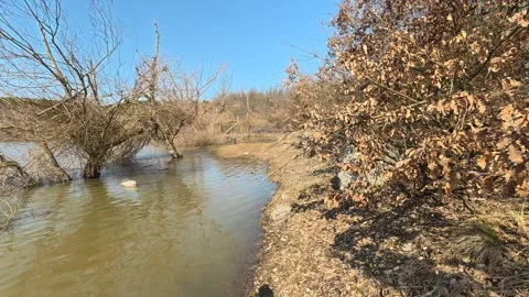 Clear water reflects bare branches against blue sky. Mount Rtanj Area, Serbia Vidéo 331294593