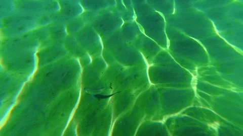 Clear water ripples dance with sunlit patterns. Trani Ammouda, Greece 库存影片 338347807