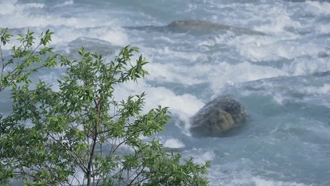 Clear water of river close up with Fresh green. Video stock 107993703