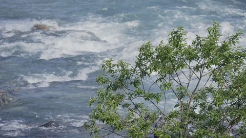 Clear water of river close up with Fresh green. Video stock 107997489