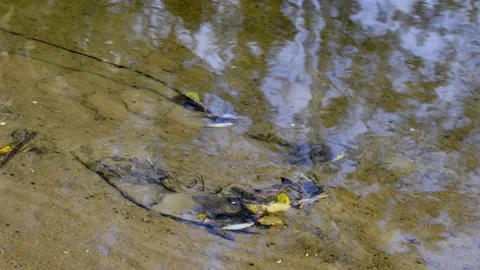 Clear water in the river Stock Footage 99888292