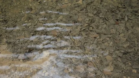 Clear water in the river. Stock Footage 232879999