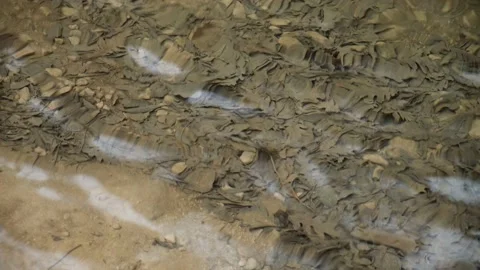 Clear water in the river. Stock Footage 232880013