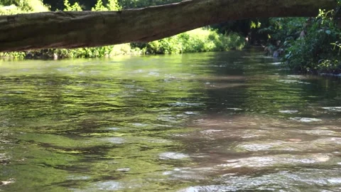 Clear water river in the forest Video stock 288932108