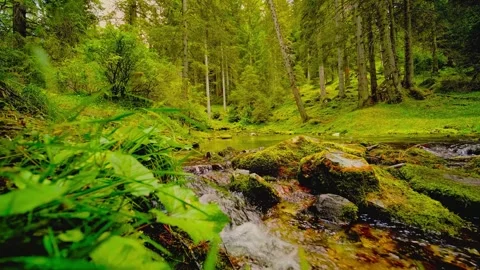 Clear water river stream flow across mossy rock in lush green forest for nature Stock Footage 344316127