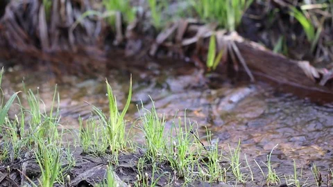 Clear water running in a ditch Stock Footage 108649623