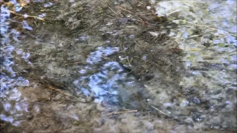 Clear water in a shallow brook, closeup Stock Footage 77861835