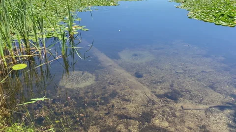Clear water of a shallow pond showing a submerged log, sandy bottom, green re-50 Stock-Footage 344446679