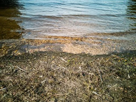 Clear water shore with algae and pebbles Stock Photos